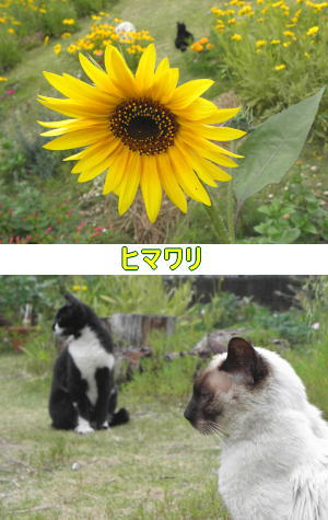 ヒマワリ