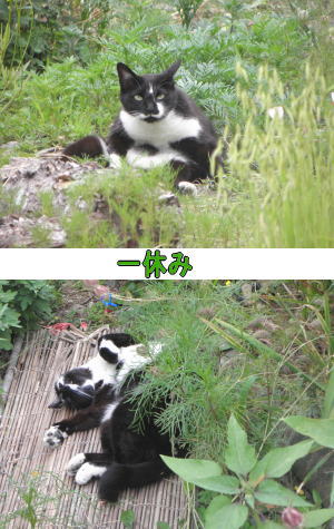 おやすみ