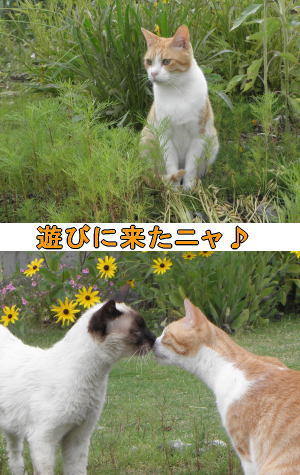 鼻チュウ