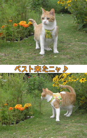 カエルのベスト