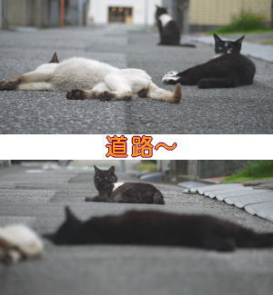道路猫