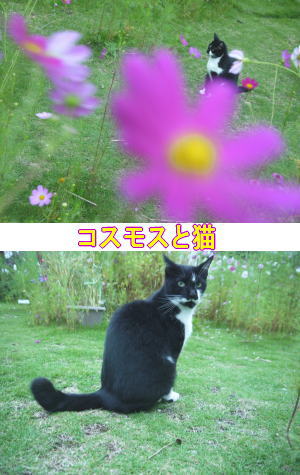 黒白猫ちゃん♀