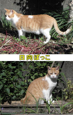 茶トラ猫