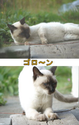 シャム猫♂
