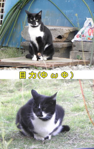 黒白猫♀
