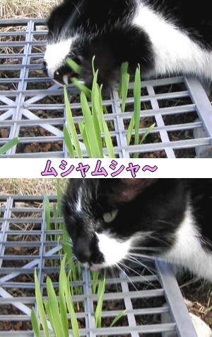 黒白猫ちゃん♀