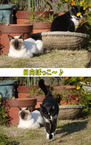 ザル猫