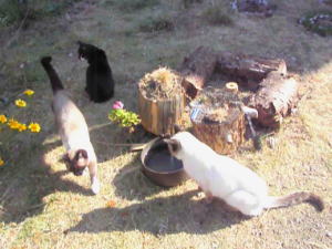 3匹の猫