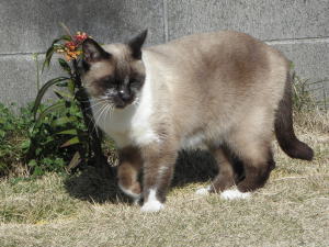シャム猫♀