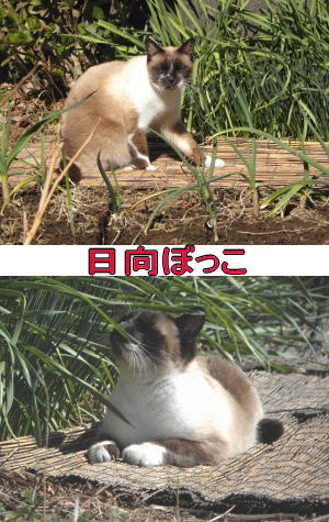 シャムネコ♀