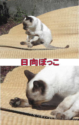 シャムネコ♂