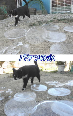 黒白猫ちゃん♀