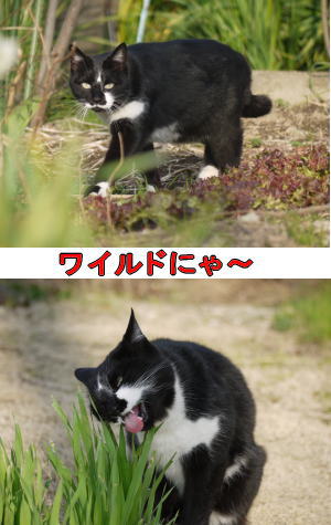 ヘビメタ