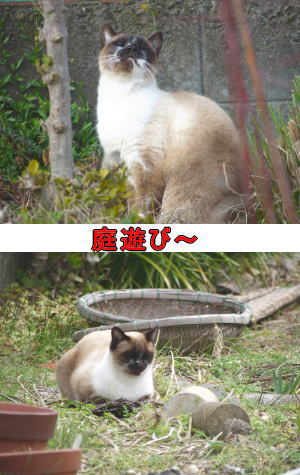シャムネコ♀