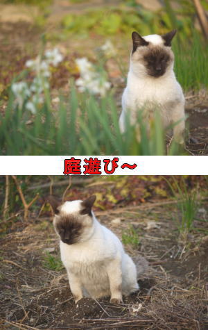 猫のオシッコ