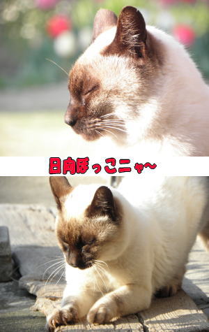 シャム猫♂