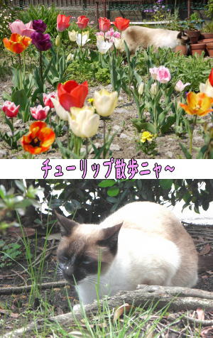 シャム猫♀
