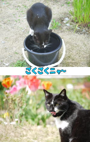 黒白猫♀