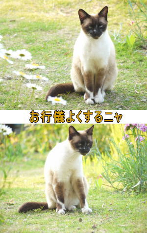 シャム猫♀