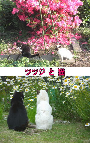 仲良し猫