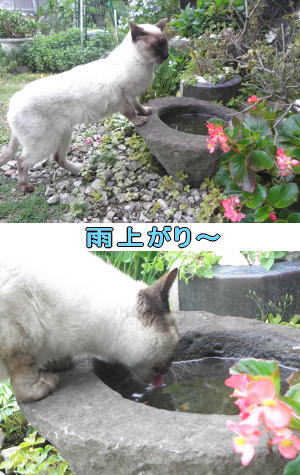 シャムネコ♂