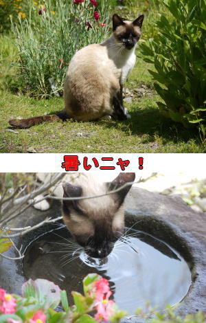 シャムネコ♀