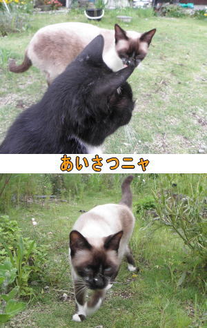シャムネコ♀