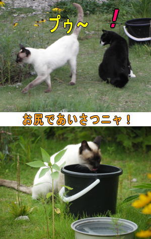 シャムネコ♂