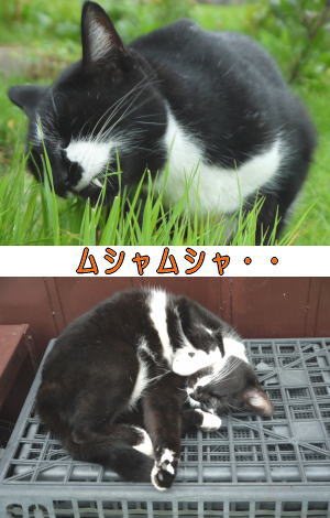 黒白猫♀