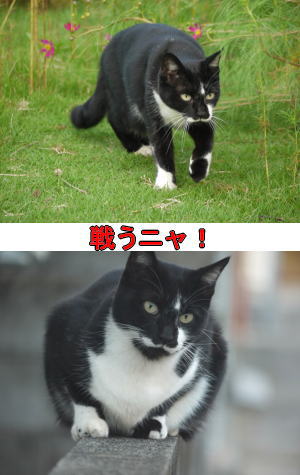 黒白猫♀ちゃん