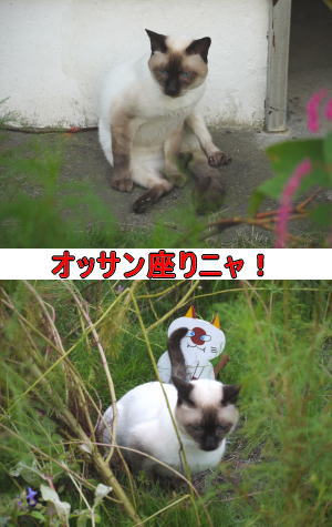 シャム猫♂ちゃん