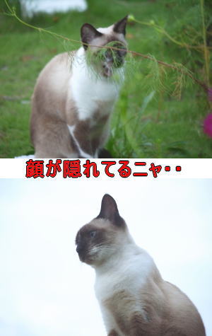 シャム猫♀ちゃん