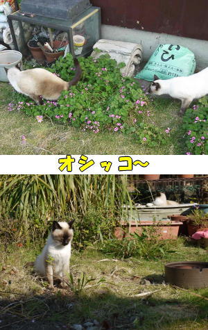 オシッコ猫
