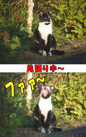 黒白猫♀