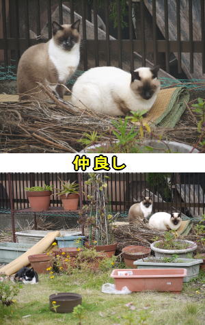 日なたぼっこ