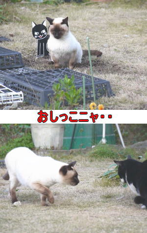 シャムネコ♂
