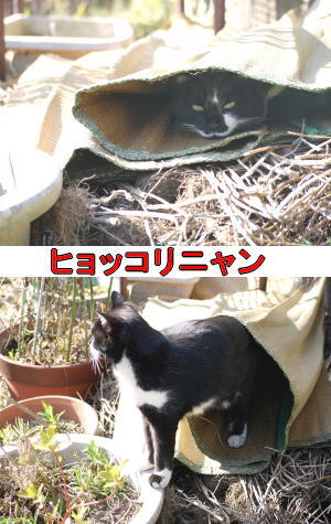 ゴザ猫ちゃん♀
