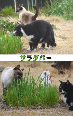 シャムネコ♀