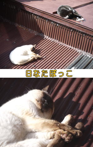 日なたぼっこ