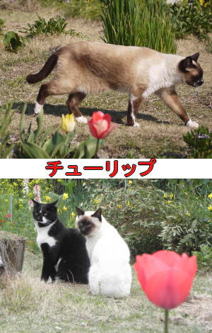 猫とチューリップ