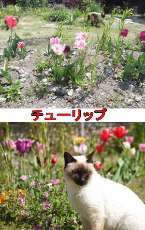 チューリップ満開