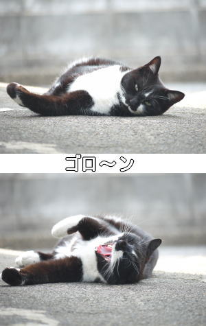 黒白猫ちゃん♀