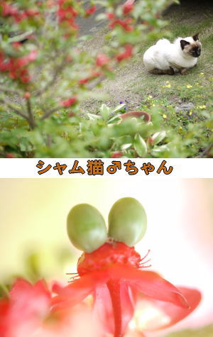 ミッキーマウスの木