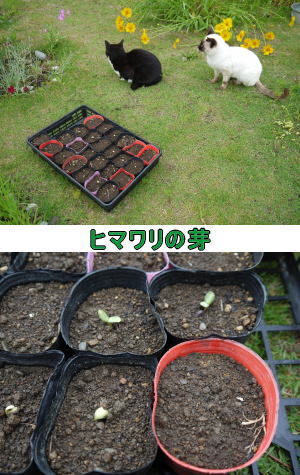 ヒマワリの芽