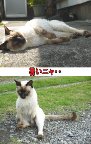 ぐったり猫