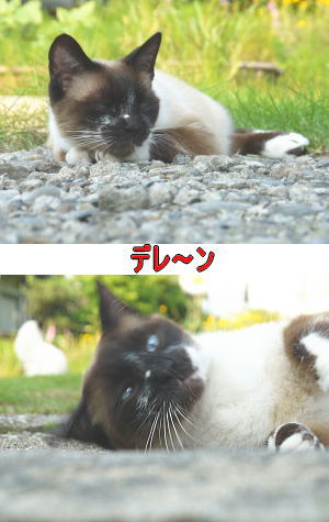 バタンキュー猫