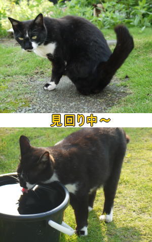 水飲み猫