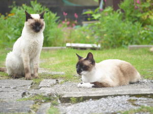 シャム猫♀ちゃんと一緒