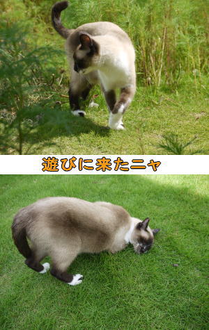 シャムネコ♀
