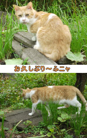 茶トラ白猫